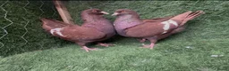Pigeons birds for sale: Top Quality Strong Breeding Pair – Vaccinated - Advert 7