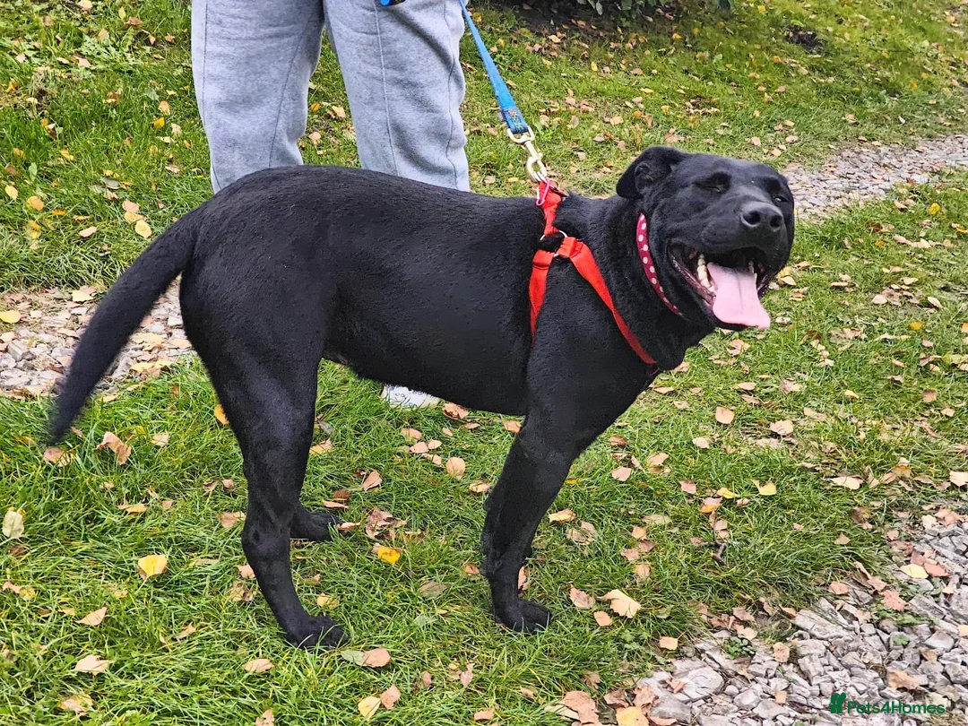 Mixed Breed dogs for adoption: 💖🐶 NICOL 🐶💖 - Advert 13