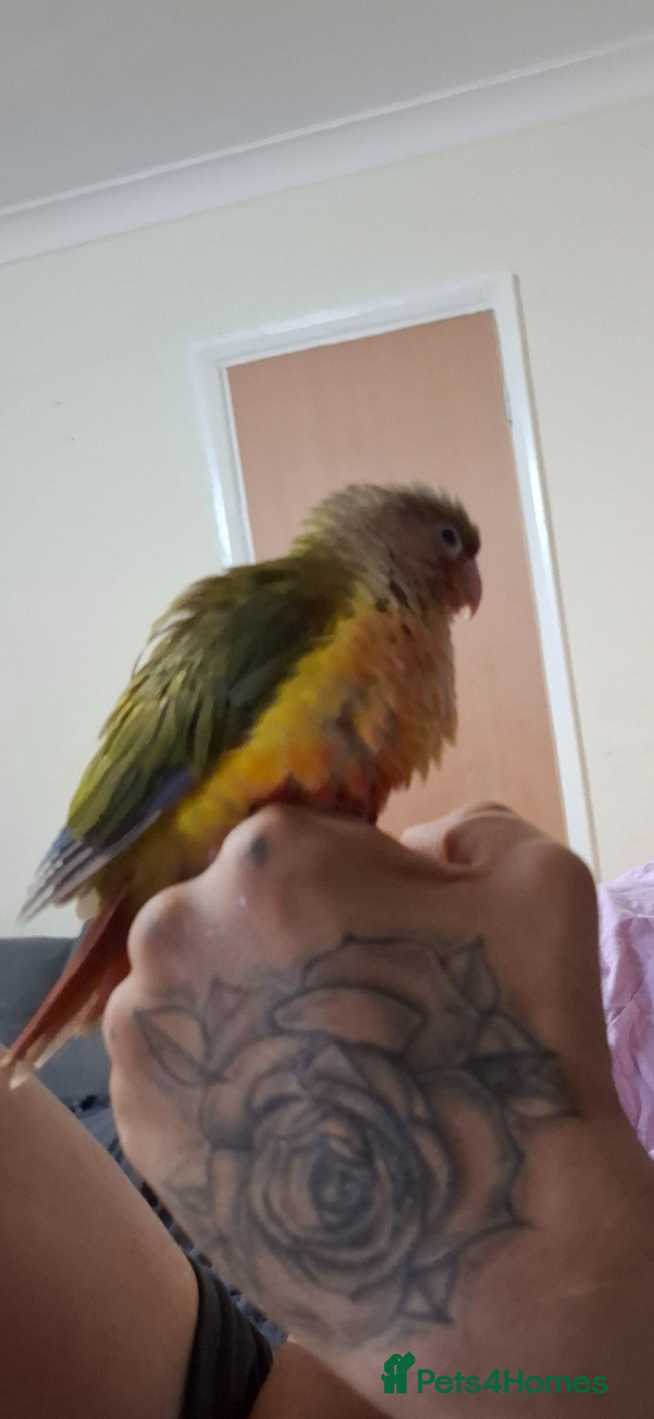 Borador dogs  Conure 3 month hand tame - Advert 2