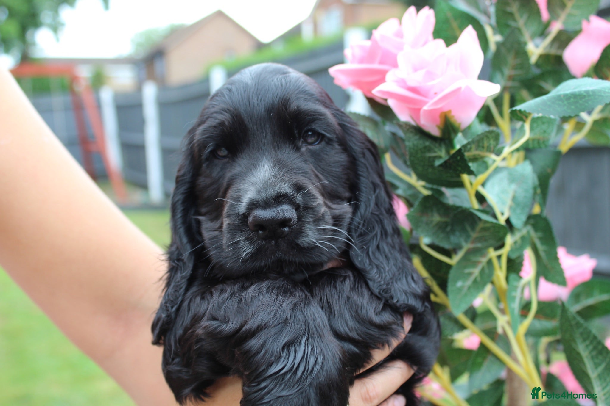 Cocker Spaniel dogs Stunning show cocker spaniels - Advert 1
