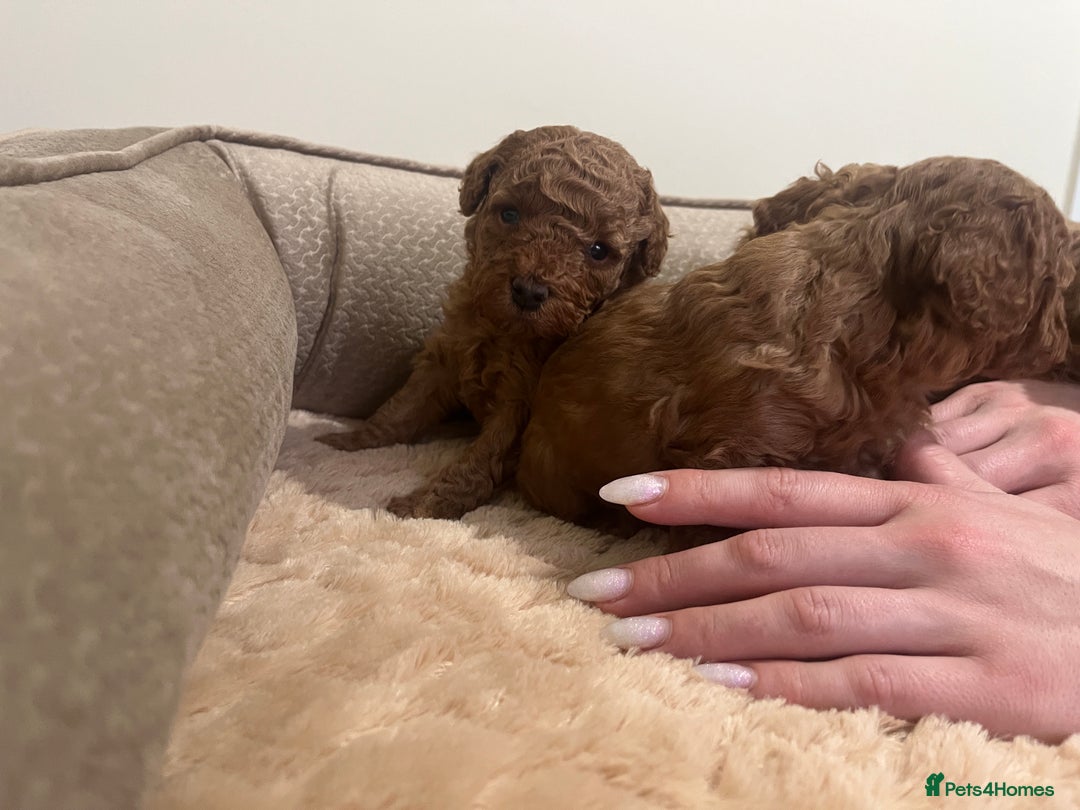 Toy Poodle dogs for sale: Pure toy poodle pups - Advert 4