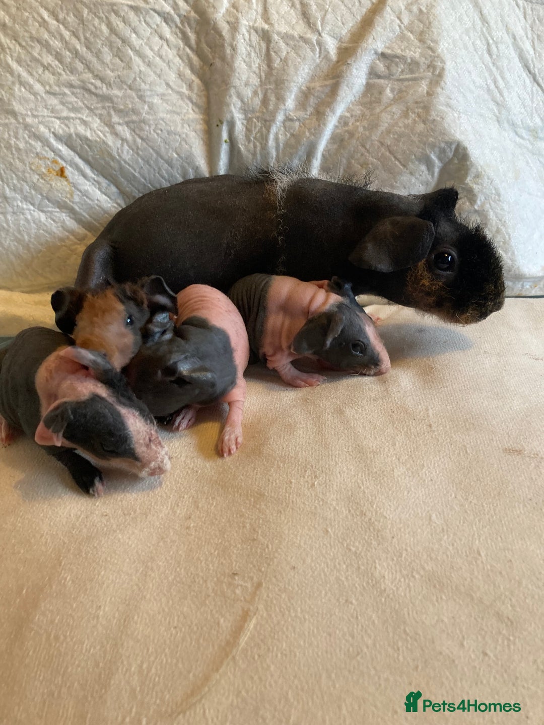 Guinea Pig rodents for sale: Well handled skinny pigs.  - Advert 7