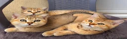 British Shorthair cats for sale: Ready Now /GCCF Golden BSH Kittens  - Advert 20
