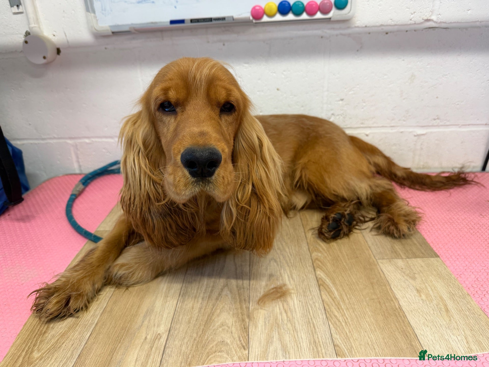 Cocker Spaniel dogs Kc registered boy  - Advert 6