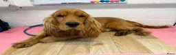 Cocker Spaniel dogs for sale: Kc registered boy  - Advert 1