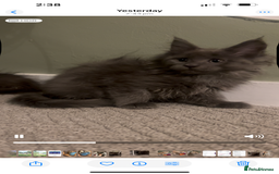 Maine Coon cats for sale: Maine Coon girls READY NOW Russian sired  - Image 32
