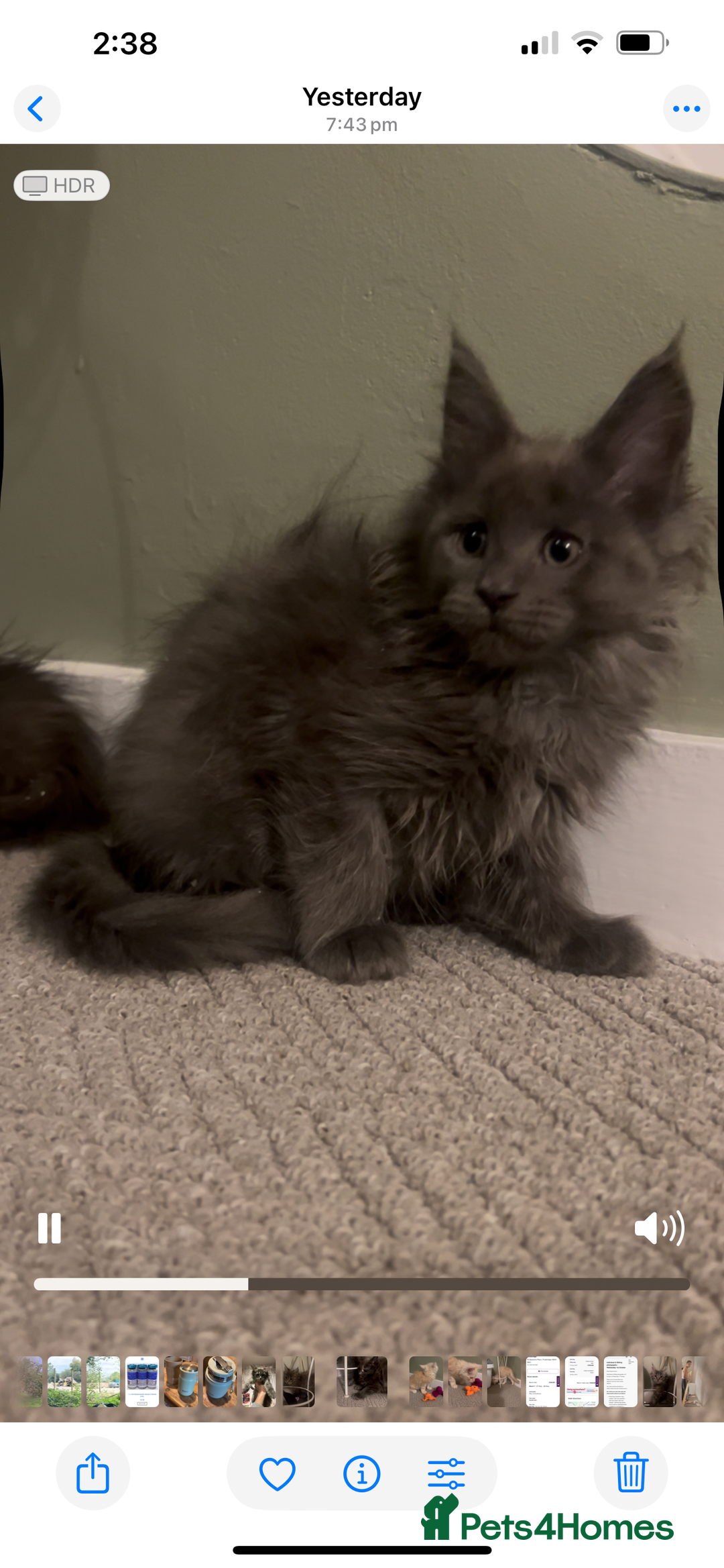 Maine Coon cats for sale: Maine Coon girls READY NOW Russian sired  - Image 32