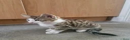 Mixed Breed cats for sale: 3 kittens for sale - Advert 5