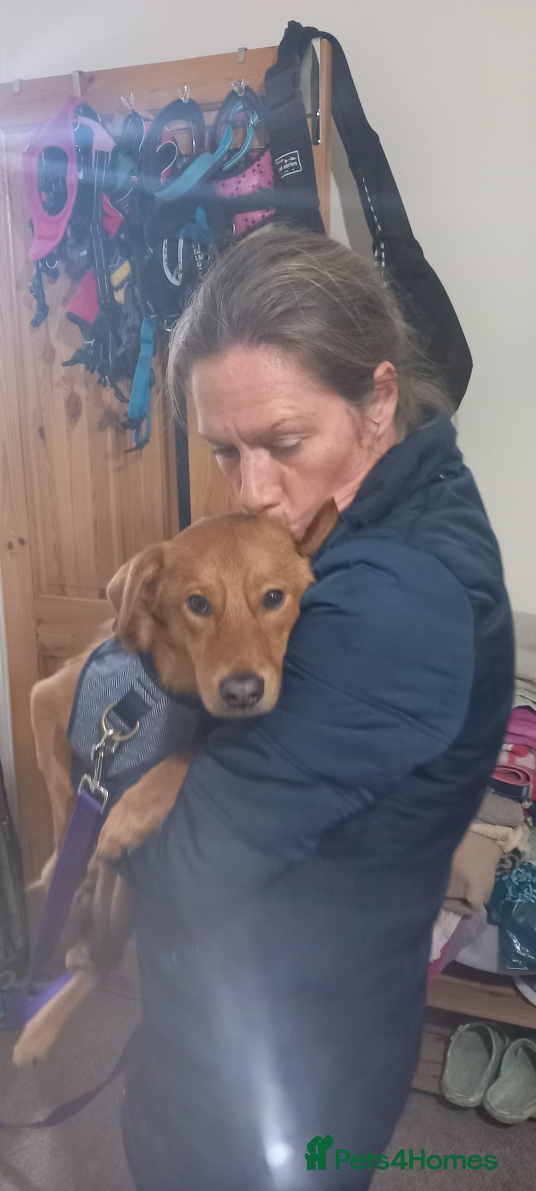 Mixed Breed dogs for adoption: 💙ARNY💙 -9 months beautiful boy needs home ASAP - Advert 3