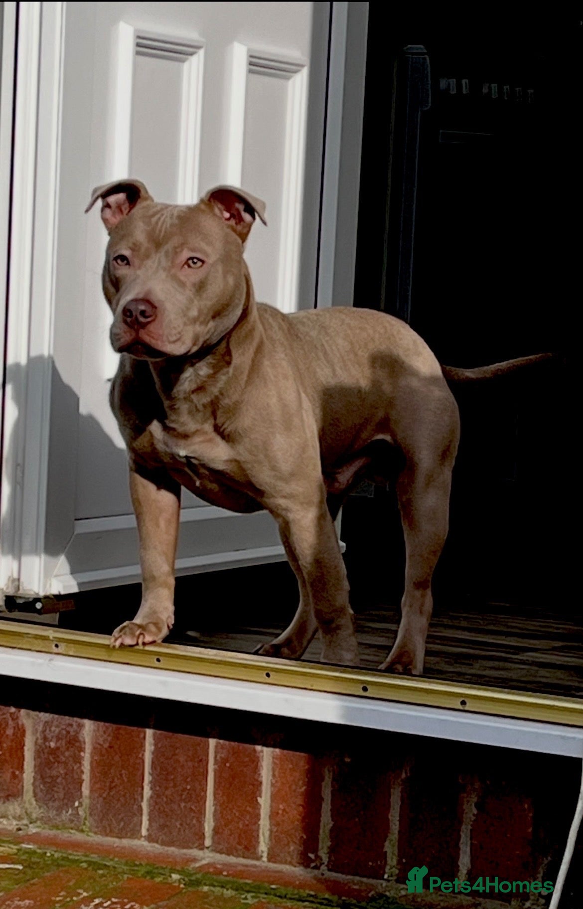 Mixed Breed dogs Dog for sale  - Advert 2