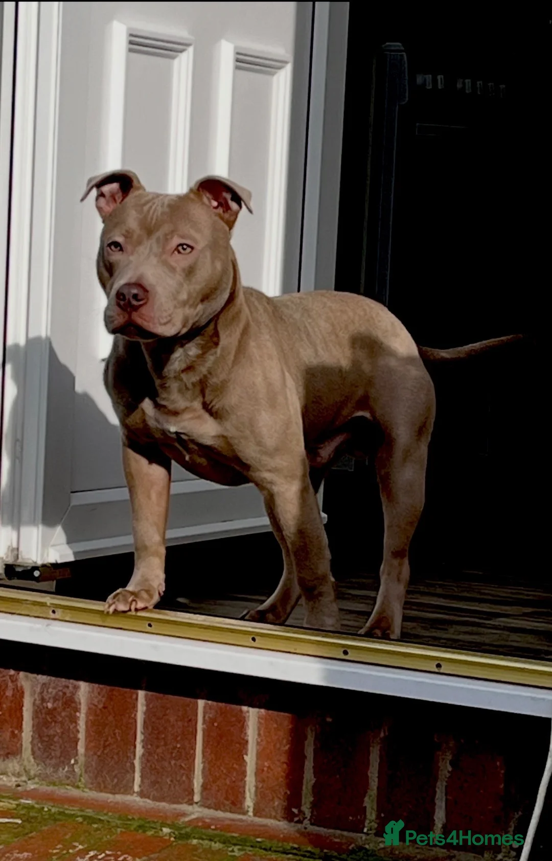 Mixed Breed dogs for sale: Dog for sale  - Advert 1