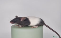 Mouse rodents for sale: Fancy Mice - Advert 3