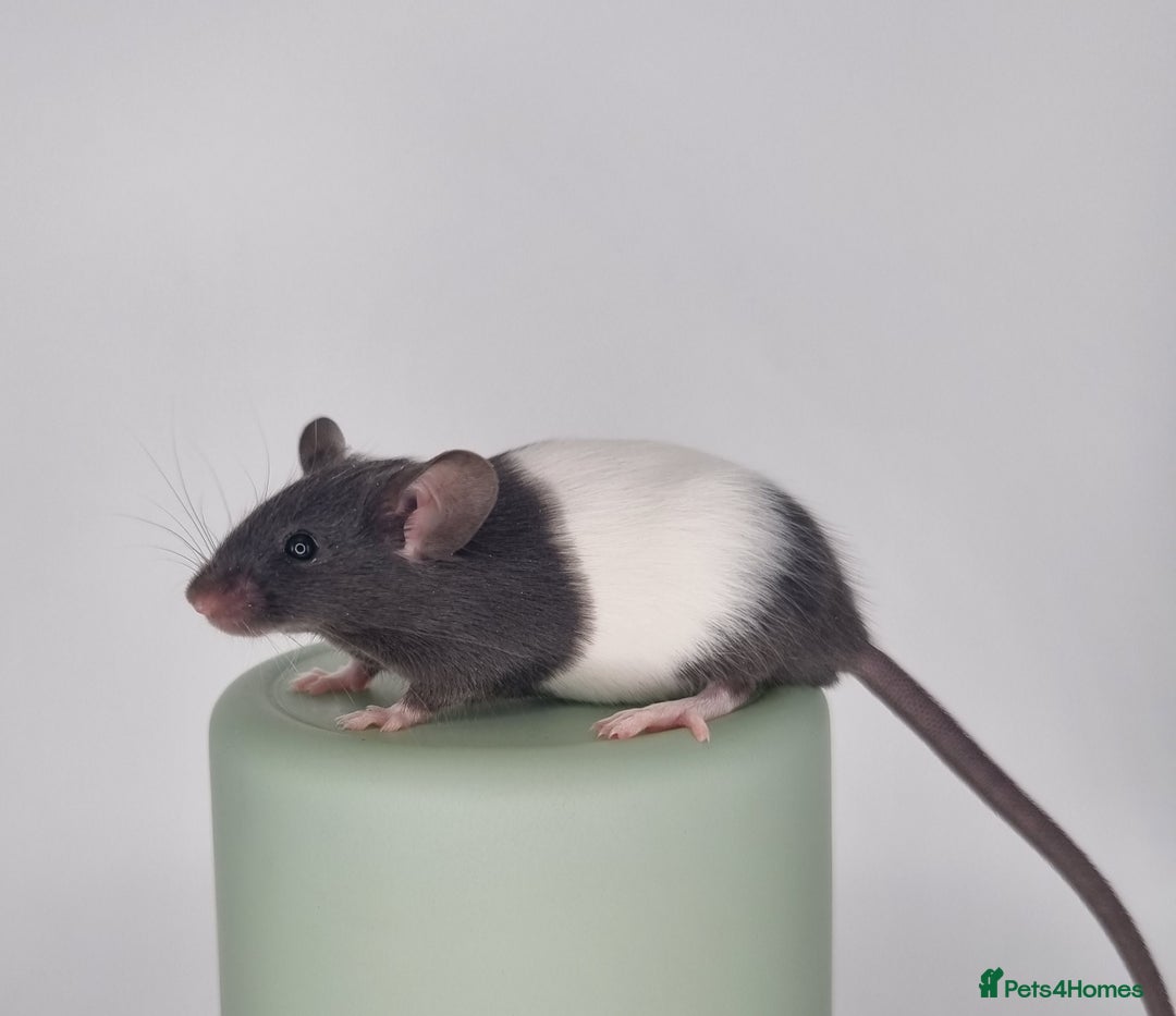 Mouse rodents for sale: Fancy Mice - Advert 3