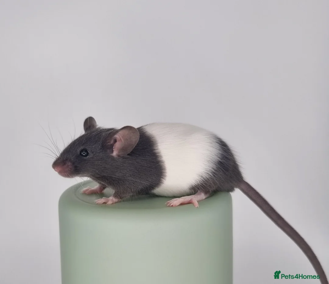 Mouse rodents for sale: Fancy Mice - Advert 3