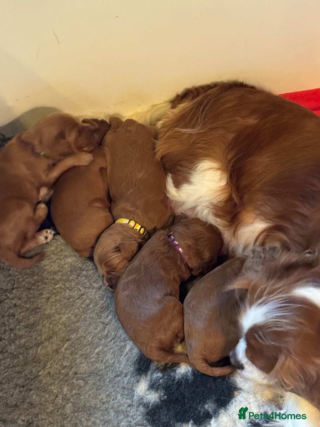 Cavapoo dogs for sale: Stunning F1 Toy Cavapoo’s 5* licensed breeder DNA - Advert 3