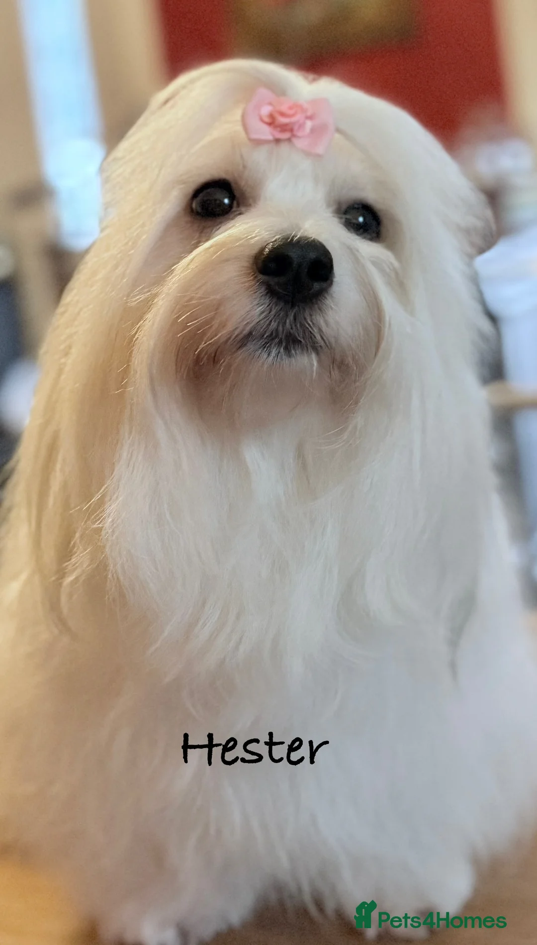Coton De Tulear dogs for sale: KC reg Coton de Tulear parents DNA health tested  - Advert 4