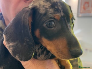 Miniature Dachshund dogs - Advert 4
