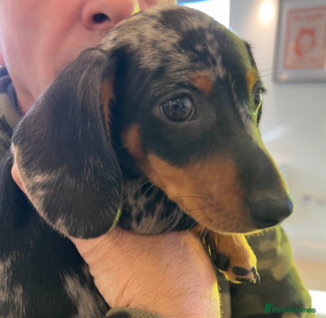 Miniature Dachshund dogs - Advert 1