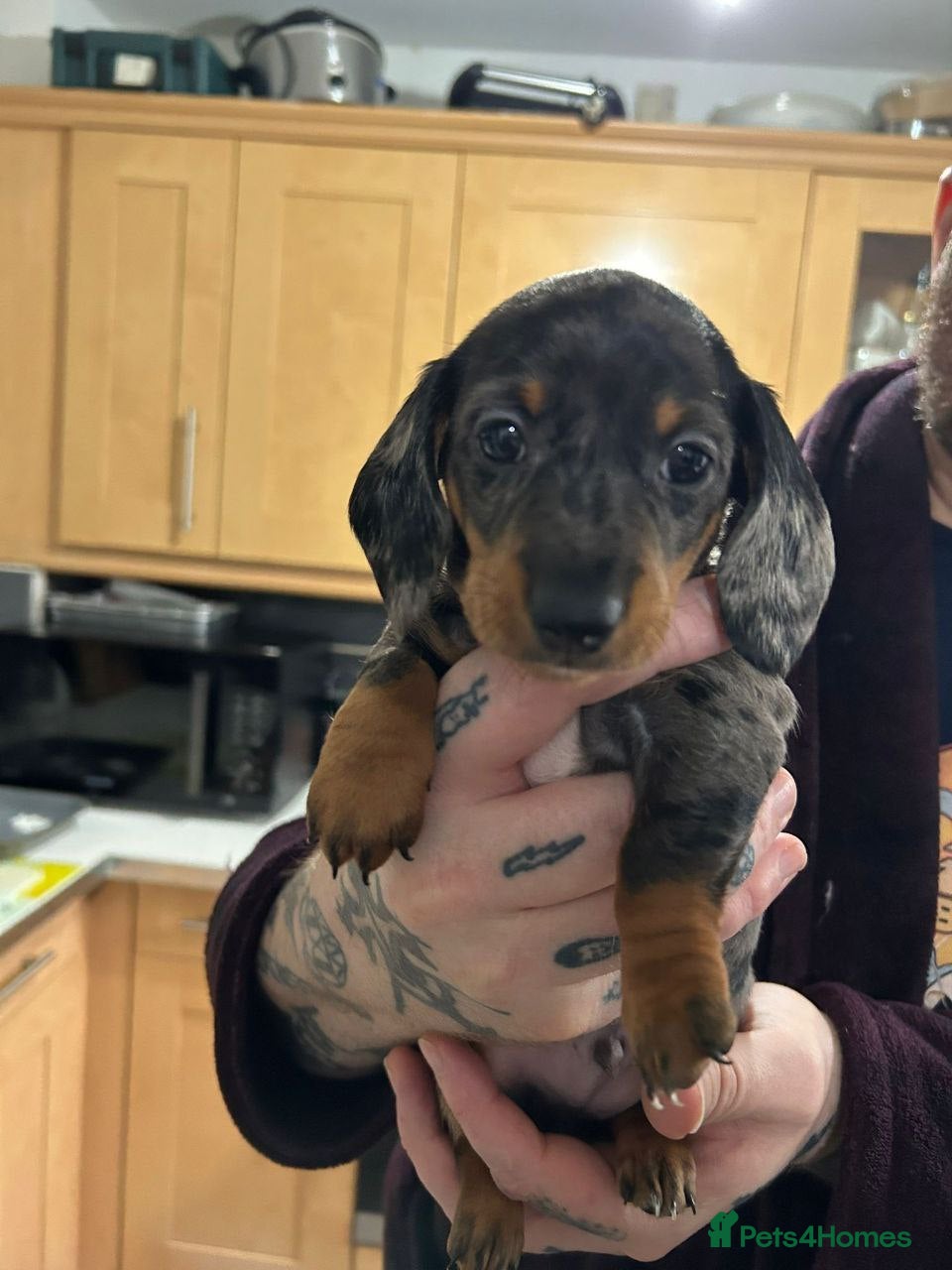 Miniature Dachshund dogs STUNNING KC MINIATURE PUPPIES - Advert 2