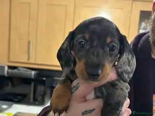 Miniature Dachshund dogs STUNNING KC MINIATURE PUPPIES - Advert 9