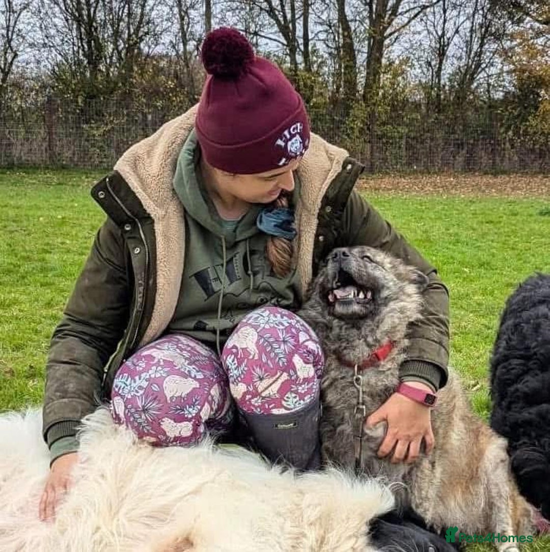 Mixed Breed dogs for adoption: Luna Chow - the people's princess 💜 in Kidderminster - Advert 14