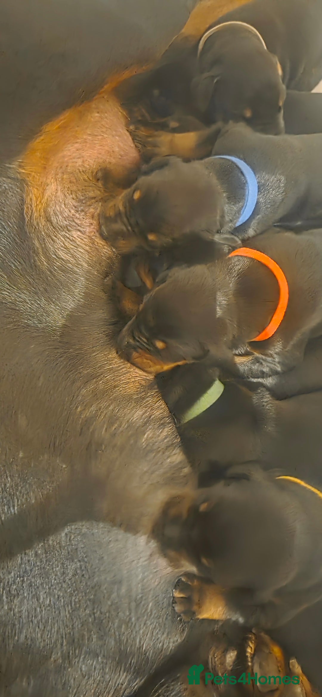 Dobermann dogs for sale: Dobermann puppies  - Advert 7