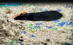 Hamster rodents for sale: Black Syrian hamster - Image 1