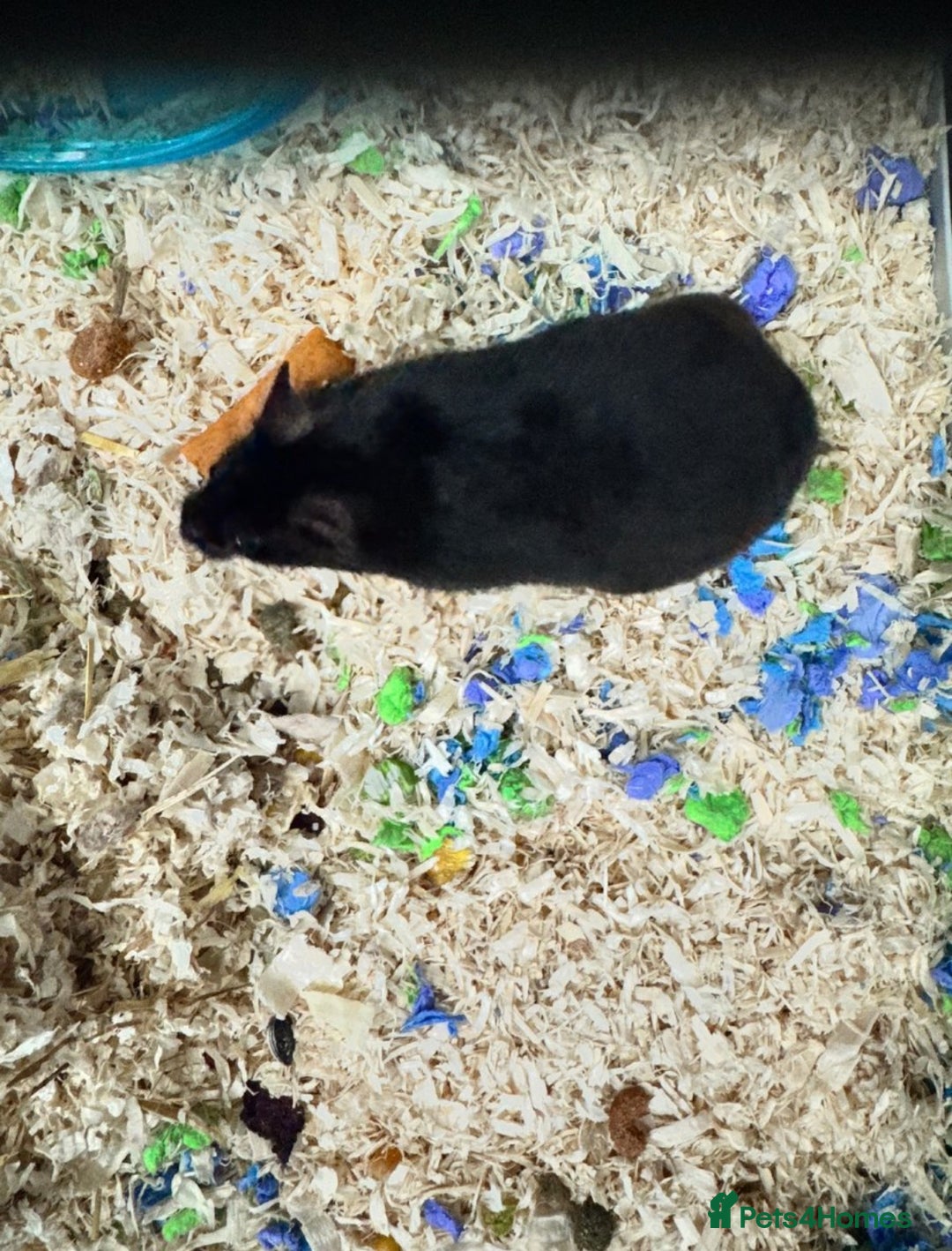 Hamster rodents for sale: Black Syrian hamster - Image 1