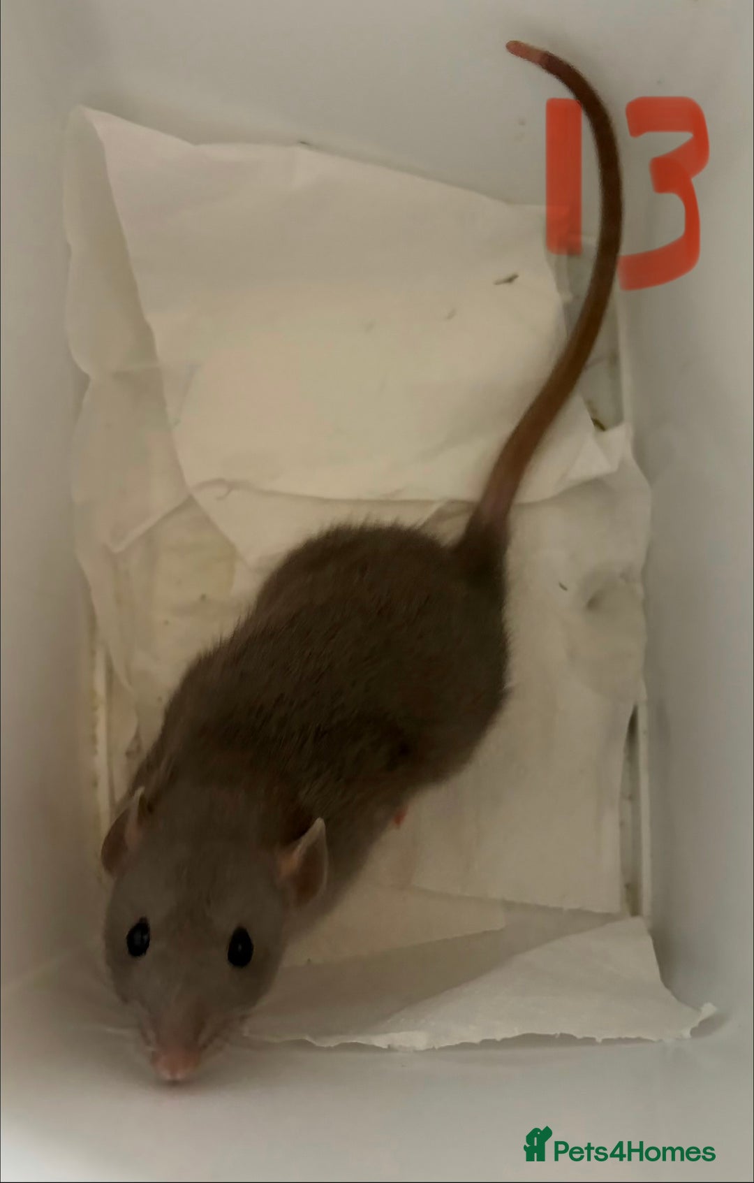 Rat rodents for sale: Mixed baby rats  - Image 36