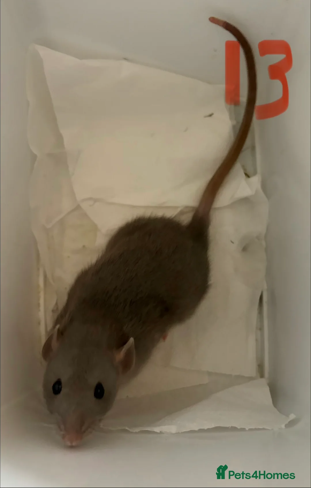 Rat rodents for sale: BABY RAT GIRLS   . Beautiful tame babies  - Advert 13