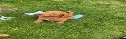 Cockapoo dogs for sale: Beautiful cockapoo puppies - Advert 7