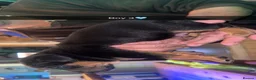 Mixed Breed dogs for sale: Jack Russel x Rottweilers x wolfhounds in Stockton-on-Tees - Advert 14