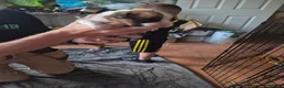 Boxer dogs for sale: 2 beautiful boxers left - Advert 10