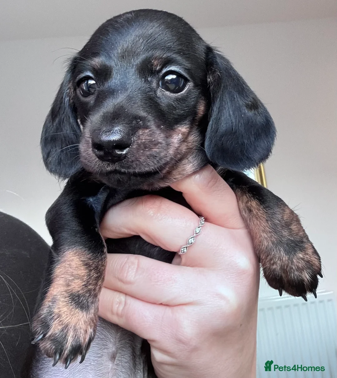 Miniature Dachshund dogs for sale: Gorgeous girls Mini Dachshund  - Advert 26