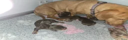 Miniature Dachshund dogs for sale: miniature dachshund pups in Spalding - Advert 3