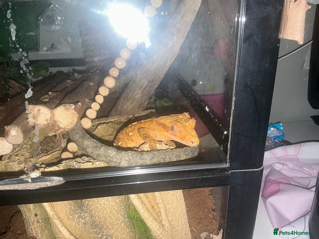 Gecko reptiles for sale: Crested gecko looking for a new home  - Advert 2