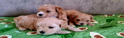 Maltipoo dogs for sale: F1 asian  **  Maltipoo  in Wellingborough - Advert 14