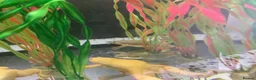 Frog reptiles for sale: African Black clawed aquatic frogs for sale - Advert 1