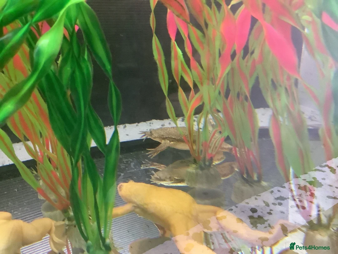 Frog reptiles for sale: African Black clawed aquatic frogs for sale - Advert 1