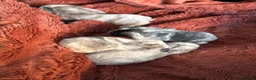 Mini Lop rabbits for sale: Please meet our gorgeous mini lops - Advert 3