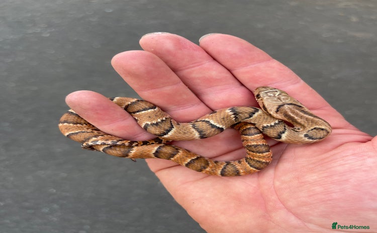 Snake reptiles - Advert 1