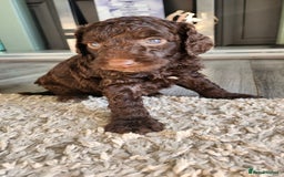 Cockapoo dogs for sale: Cockapoo puppies 2LEFT - Image 13