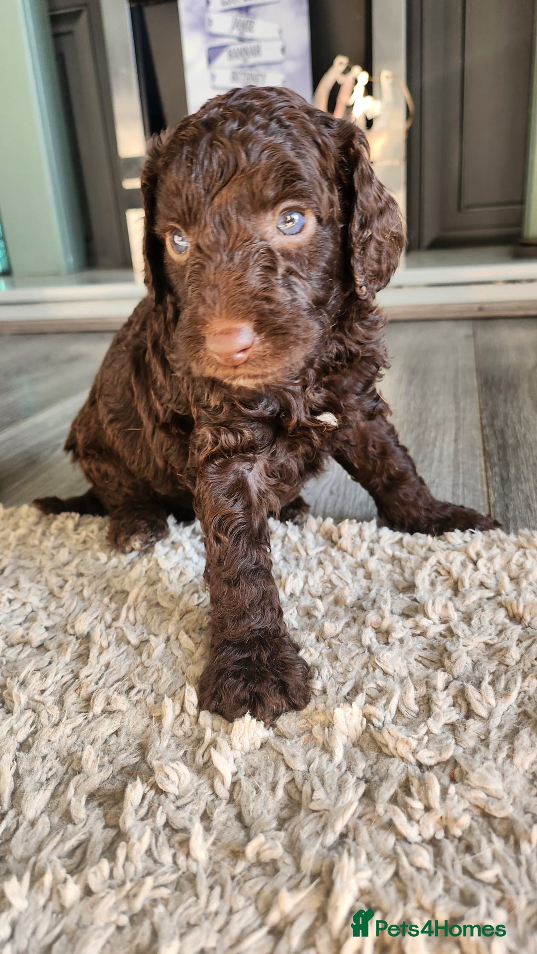 Cockapoo dogs for sale: Cockapoo puppies 2LEFT - Image 13