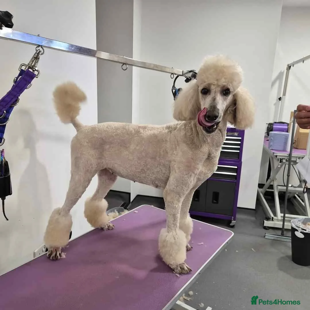 Standard Poodle dogs for sale: Cindy, Rehoming due to downsizing  - Advert 4