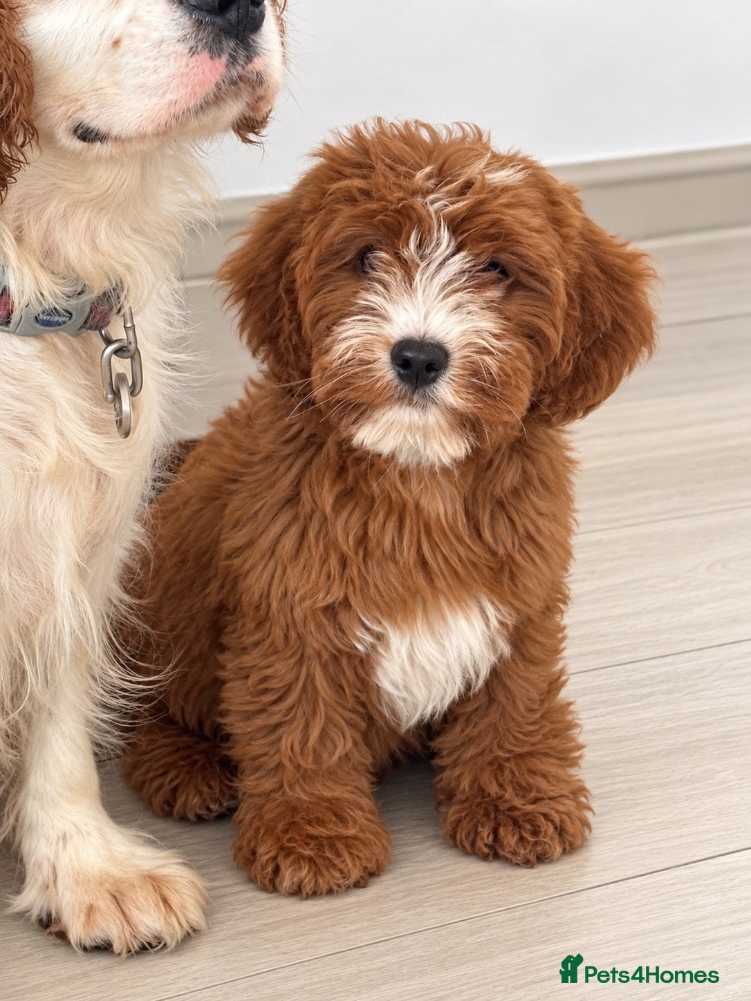 Cavapoo dogs 1 beautiful boy left! Ready to leave. Cavapoo pup - Advert 2