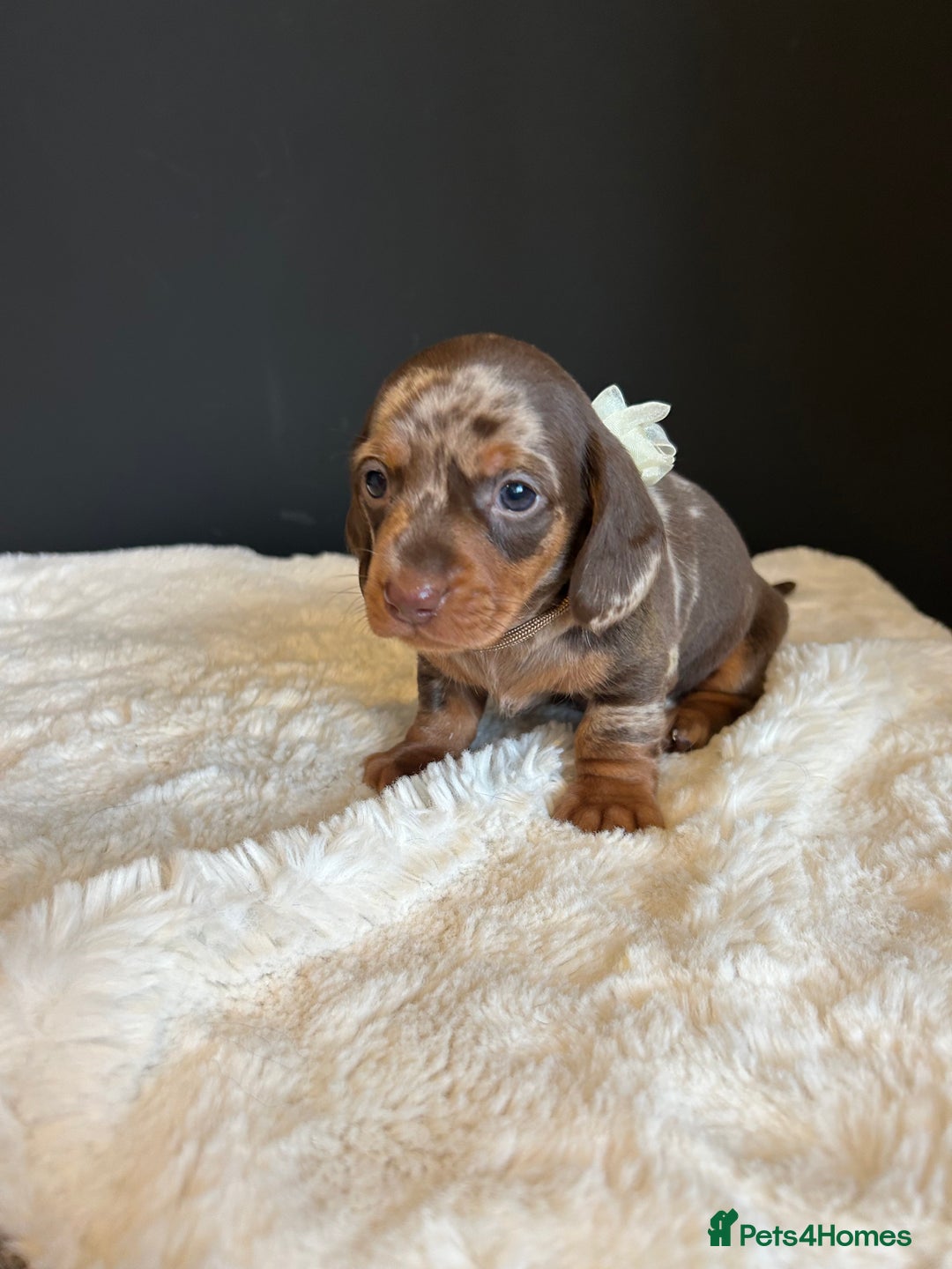 Miniature Dachshund dogs for sale: Smooth Hair Boys -5 star Breeder ⭐️⭐️⭐️⭐️⭐️ - Advert 7