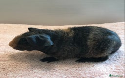 Guinea Pig rodents for sale: Skinny Boar - Werewolf Sow - Sow & Daughter Tweed  - Image 9