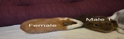 Guinea Pig rodents for sale: Guinea Pigs looking for a forever home - Advert 7