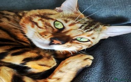 Bengal cats for sale: 🔥Luxury Bengal Adults Durham UK TICA reg Pedigree - Image 8