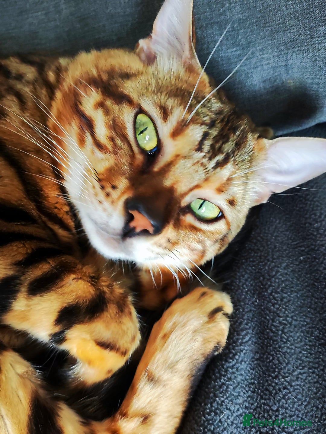 Bengal cats for sale: 🔥Luxury Bengal Adults Durham UK TICA reg Pedigree - Image 8